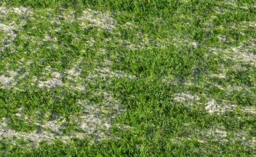 Top Dress The Synthetic Grass With Sand