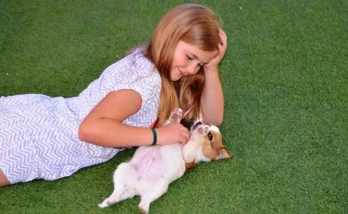 Landscaping Ideas For Dog Owners