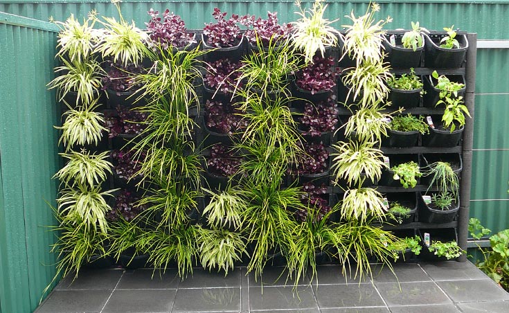 Vertical Gardens Adelaide: Feature Walls For Small Gardens.