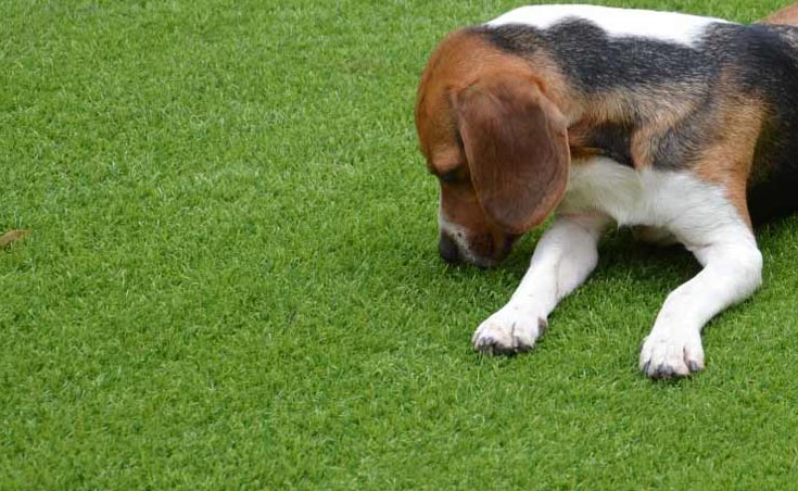 Artificial Grass Installers | Artificial Grass Adelaide Artificial Grass Installers | Artificial Grass Adelaide